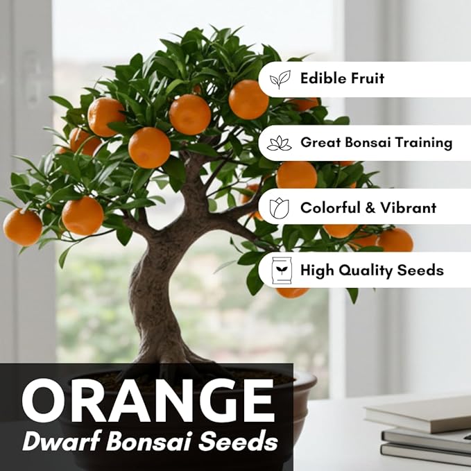Hardy Orange Bonsai Tree Seeds for Planting - 15 Seeds - Grow Fruit Bearing Bonsai - Hardy Orange