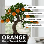 Hardy Orange Bonsai Tree Seeds for Planting - 15 Seeds - Grow Fruit Bearing Bonsai - Hardy Orange