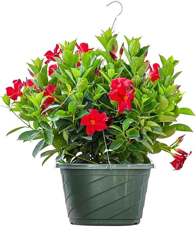Tropical Plants of Florida Red Dipladenia Hanging Basket 12 Inch Live Flowering Plant, 14 Inch Wide by 18 Inch Tall, Vibrant Red Patio Porch Balcony Blooms