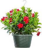 Tropical Plants of Florida Red Dipladenia Hanging Basket 12 Inch Live Flowering Plant, 14 Inch Wide by 18 Inch Tall, Vibrant Red Patio Porch Balcony Blooms