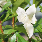 Brussel's Bonsai - Live Gardenia Bonsai Tree, Outdoor Bonsai Plant in Grower Pot, 4 Years Old, 6-8 Inches Tall, Easy Care Flowering Plant for Patio or Garden (Small)