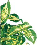 Coleus (Coleus Blumei), Living Plant