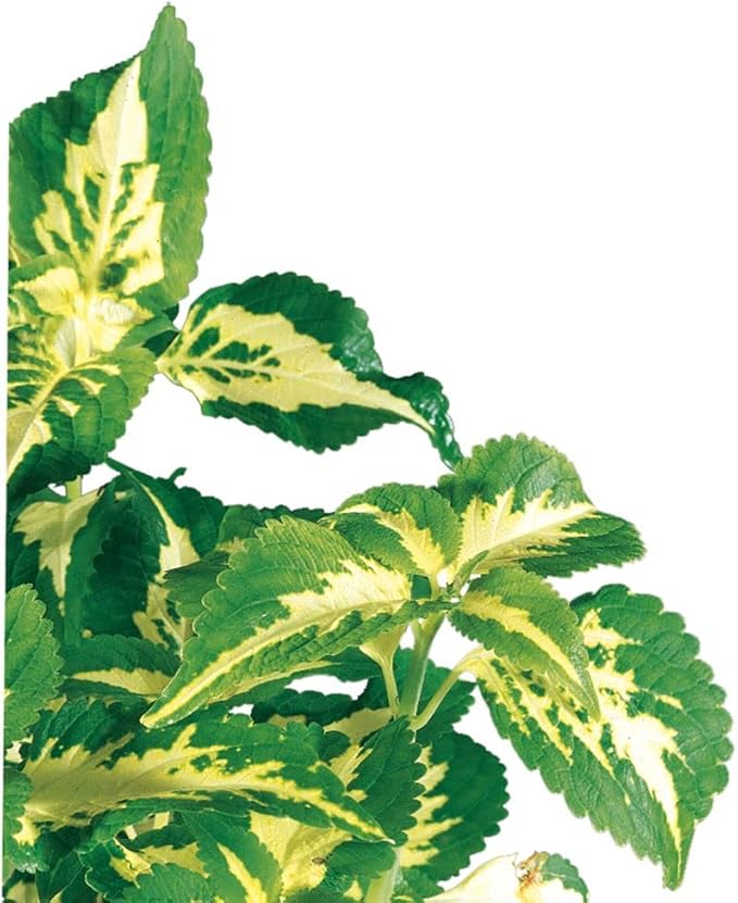 Coleus (Coleus Blumei), Living Plant