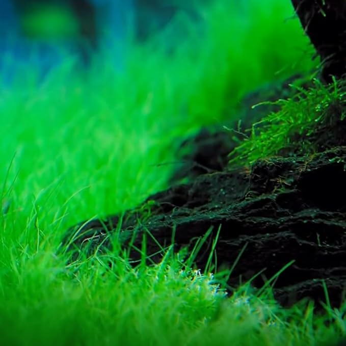 2 Dwarf Hairgrass Plants Live, Aquarium Pond Plants, Freshwater Aquarium Plant, 4 to 6 Inches Tall, Easy to Plant