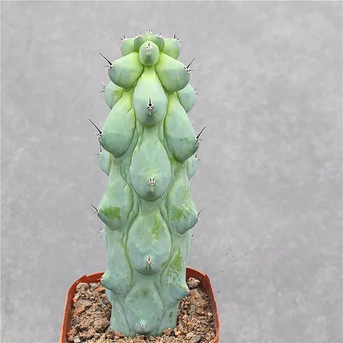 Boobie Cactus Live Plant - Myrtillocactus Geometrizans Fukurokuryuzinboku - 5-6 Inch Height, Unique Succulent Cactus for Indoor and Outdoor Home and Garden Decor, Low Maintenance and Drought-Tolerant