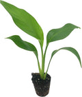 Live White Birds of Paradise Plant - 'White Birds of Paradise' Strelitzia nicolai - ragnaroc Tropical Plant 6-10” Tall - 1ct - Live Arrival Guaranteed - House Plants for Home Decor & Gift
