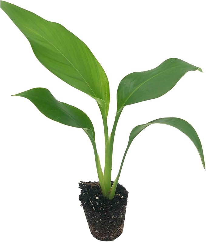 Live White Birds of Paradise Plant - 'White Birds of Paradise' Strelitzia nicolai - ragnaroc Tropical Plant 6-10” Tall - 1ct - Live Arrival Guaranteed - House Plants for Home Decor & Gift