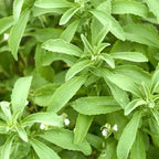 Natural Herbal Live Zero Calorie Sugar Replacement. Stevia Plants. Sweet Leaf, Sugar Leaf, Natural Sugar Substitute Herb, Easy to Grow (2 stevia Cups)