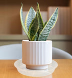 VUWEZ 6 Pack of Plant Saucer 10 Inch, 10 inch Plant Saucer Round, Plastic Flower Plant Trays for Pots, Plant Saucers for Indoors 9", Plant Pot Saucers, Planter Tray for Planter 8-10" (10", Clear)