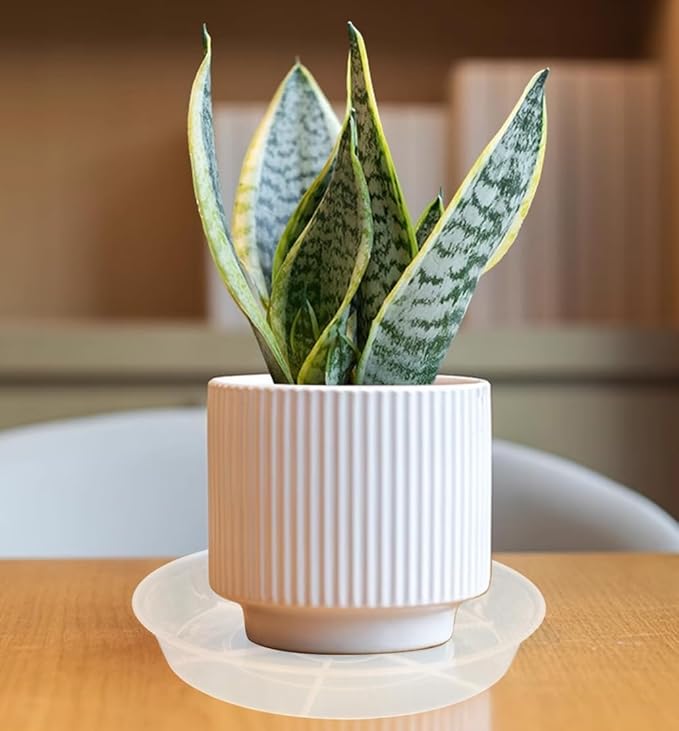 VUWEZ 6 Pack of Plant Saucer 10 Inch, 10 inch Plant Saucer Round, Plastic Flower Plant Trays for Pots, Plant Saucers for Indoors 9", Plant Pot Saucers, Planter Tray for Planter 8-10" (10", Clear)
