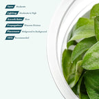 SubstrateSource Live Plant - Lagenandra keralensis - Midground to Background Rosette with Bronze-Green Foliage, Snail-Free in Vitro Aquarium Plant - Tissue Culture