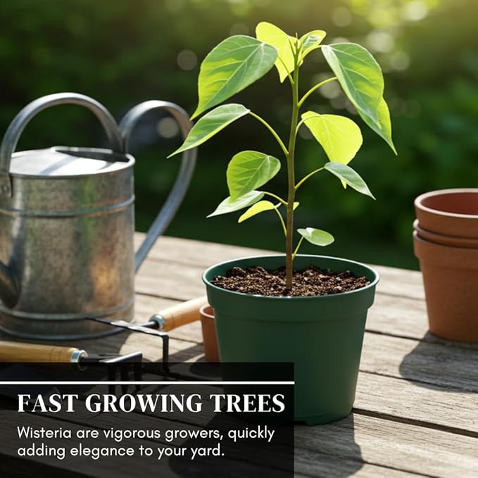 3 Wisteria Bonsai Starter Trees (1 Year Old Live Plant) – Wisteria Floribunda Seedling – Fast Growing Flowering Vine for Bonsai Training – Outdoor/Indoor Bonsai Tree Starter Kit (3 Plants)