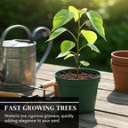 3 Wisteria Bonsai Starter Trees (1 Year Old Live Plant) – Wisteria Floribunda Seedling – Fast Growing Flowering Vine for Bonsai Training – Outdoor/Indoor Bonsai Tree Starter Kit (3 Plants)