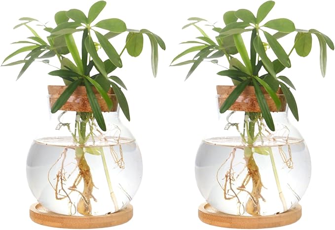 Plant Propagation Station,Hydroponic Glass Container Vase Jars, with Wooden Saucer for Desks, Houses, Garden Decorations, Home Kitchen Decorations and Gifts for Plant Lovers (2)