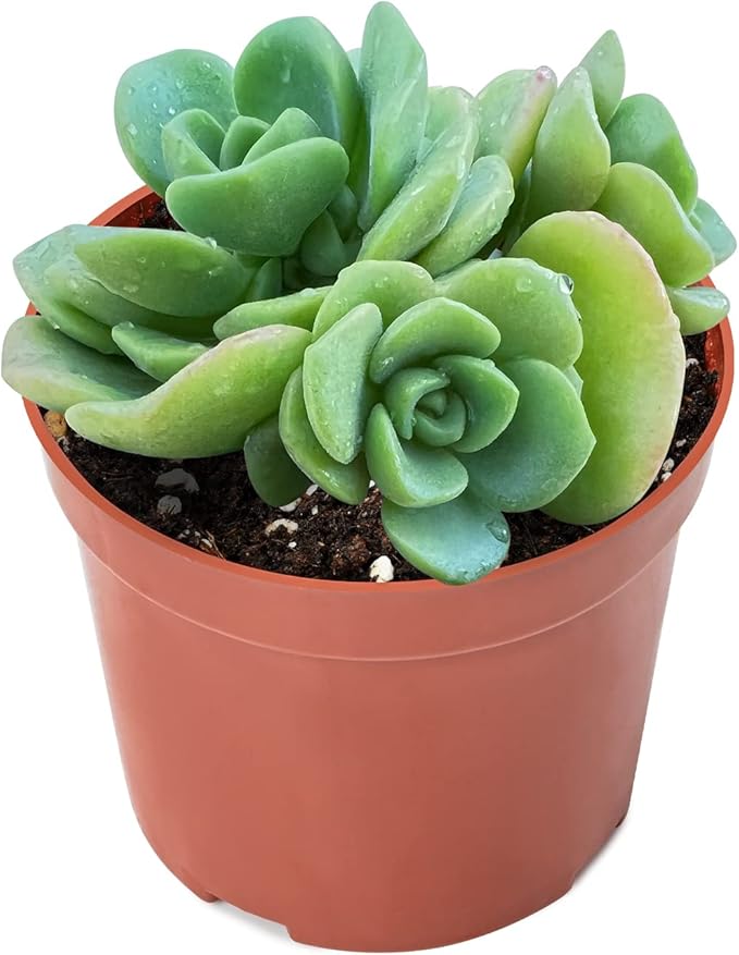Sprout N Green Aeonium Lily Pad, Live Succulent Plant Fully Rooted in 4" Pot, Home Office Indoor Outdoor Wedding Decoration DIY Projects Party Favor, Easy to Care, Pet Friendly