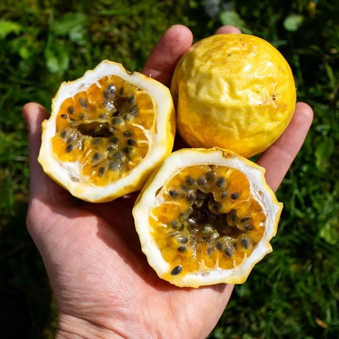 13+ Rare Yellow Passion Fruit Seeds for Tropical Gardens,Exotic Organic Fruit Seeds Non-GMO Heirloom Passion Seed for Home Outdoor