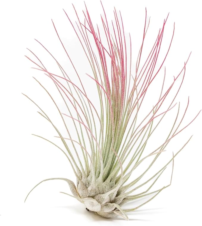 Raspberry Colorful Tillandsia Air Plants - Long Lasting Color Enhanced Live Tillandsia Succulent House Plants - Home and Garden Decor - Easy Care Indoor/Outdoor Plants (Argentea Thin, Pack of 3)