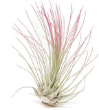 Raspberry Colorful Tillandsia Air Plants - Long Lasting Color Enhanced Live Tillandsia Succulent House Plants - Home and Garden Decor - Easy Care Indoor/Outdoor Plants (Argentea Thin, Pack of 3)