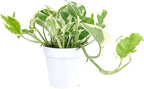 Pothos N'joy (4 inch) - Air-Purifying Houseplants - 4/6 inch Unique Live Decorative Houseplants - Low-Maintenance Indoor Plants, House Warming Gift, Natural Air Purifier