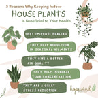 Hopewind Plnats Shop - Philodendron Live Plant, Air Purifying, Easy Care, Easy to Grow, Rare Variety, Live Indoor Plant, 4 inch Pot (Philodendron Pink Princess)