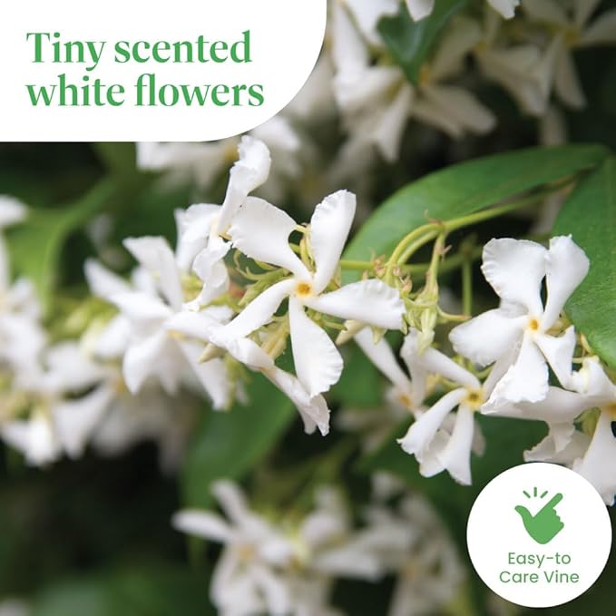 American Plant Exchange Live Confederate Jasmine – 6-Inch Pot – Fragrant Flowering Vine with Glossy Green Leaves, Easy Care Outdoor Plant for Patios, Trellises, Gardens & Landscape Décor