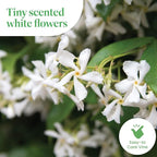 American Plant Exchange Live Confederate Jasmine – 6-Inch Pot – Fragrant Flowering Vine with Glossy Green Leaves, Easy Care Outdoor Plant for Patios, Trellises, Gardens & Landscape Décor