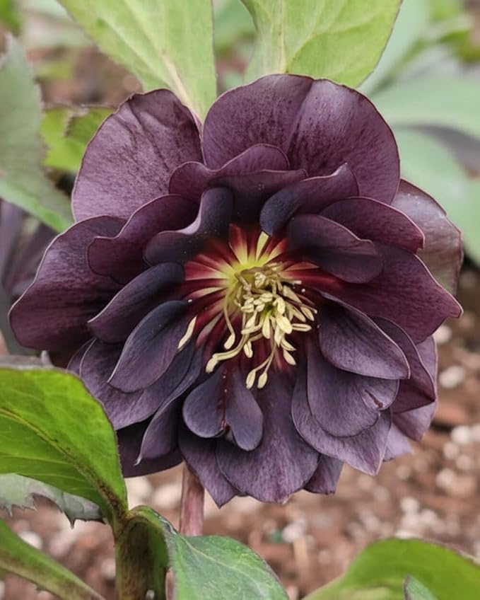 Perennial Farm Marketplace Helleborus x Winter Jewels 'Onyx Odyssey' (Lenten Rose) Perennial, 1 Quart, Near Black Flowers
