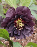 Perennial Farm Marketplace Helleborus x Winter Jewels 'Onyx Odyssey' (Lenten Rose) Perennial, 1 Quart, Near Black Flowers