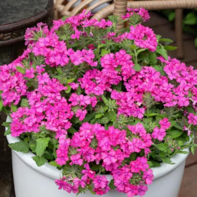 3 Pink Verbena Plants Live, Hardy Perennial Flower, 4-8 Inches Tall, Outdoor Garden Plant