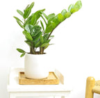 ZZ Plant (6 inch) - Lucky Houseplants - 4/6 inch Unique Live Decorative Houseplants - Easy to Care Indoor Plants, Perfect for Office, Home & Feng Shui Decor