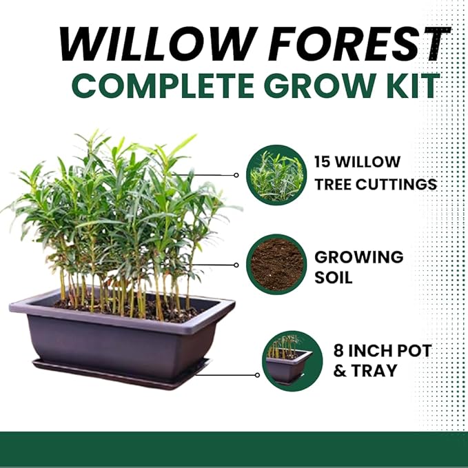 Willow Bonsai Tree Forest Kit for Growing - 8 Inch Pot & Tray, Soil, 15 Trees Included - Complete Beginner Bonsai Gift Set - Unique Gardener Gift, Secret Santa & Holiday Bonsai Kit - White Elephant