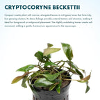 SubstrateSource Cryptocoryne Live Aquarium Plants - Freshwater Plant for Aquariums, Planted Fish Tanks - Beginner Friendly (Beckettii, 1 Pot (3-5 Plants))