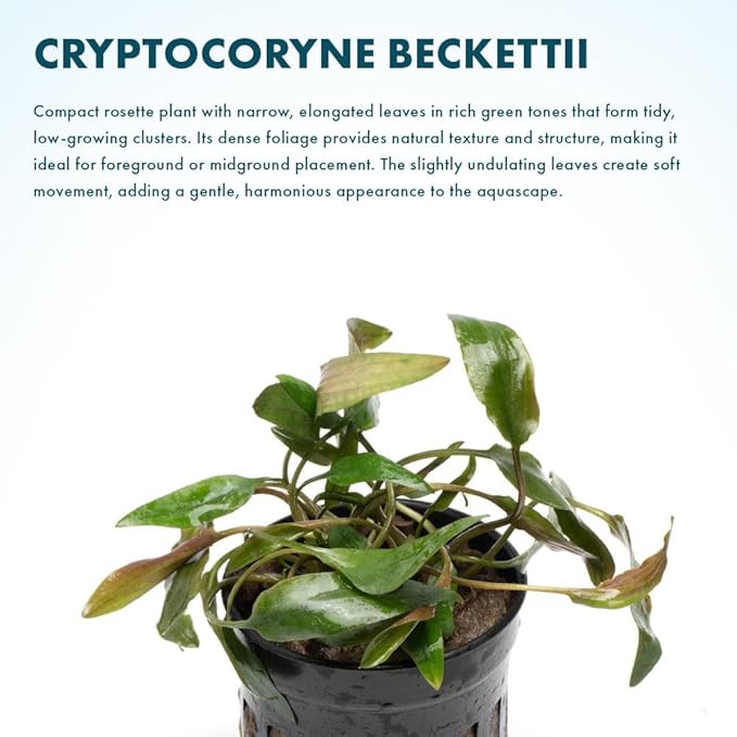 SubstrateSource Cryptocoryne Live Aquarium Plants - Freshwater Plant for Aquariums, Planted Fish Tanks - Beginner Friendly (Beckettii, 1 Pot (3-5 Plants))