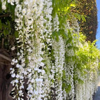 100+ Climbing Jasmine Flower Seeds for Planting-Non-GMO Jasmine Gardenia Plant Fragrant Flower Garden Home