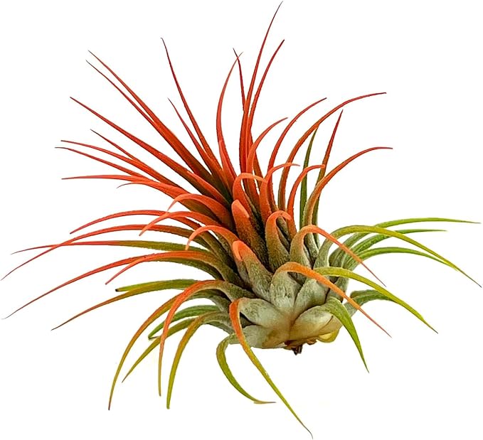 ragnaroc Air Plants - Tillandsia Ionantha, Regular 2-3" - 1ct - Organically Enhanced Color - Live Arrival Guaranteed - House Plants for Home Decor & Gift, Coral
