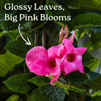 Mandevilla Vine Plants - Pink Giant - Overall Height 36" - Tropical Plants of Florida (Plant Only)