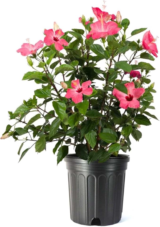 American Plant Exchange Hibiscus Plant ‘Pink’ – 10-Inch Pot – Live Tropical Flowering Shrub, Easy Care Outdoor or Indoor Plant for Patios, Gardens, Balconies & Home Landscape Décor