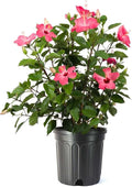 American Plant Exchange Hibiscus Plant ‘Pink’ – 10-Inch Pot – Live Tropical Flowering Shrub, Easy Care Outdoor or Indoor Plant for Patios, Gardens, Balconies & Home Landscape Décor