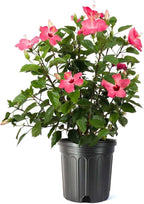 American Plant Exchange Hibiscus Plant ‘Pink’ – 10-Inch Pot – Live Tropical Flowering Shrub, Easy Care Outdoor or Indoor Plant for Patios, Gardens, Balconies & Home Landscape Décor
