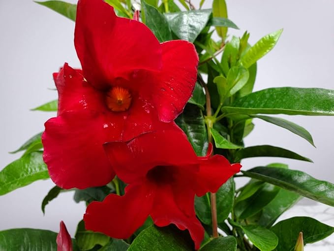 Tropical Plants of Florida Red Mandevilla Plant Live Hanging Basket - 12" Basket - Overall Size 14" Wide by 18"