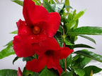 Tropical Plants of Florida Red Mandevilla Plant Live Hanging Basket - 12" Basket - Overall Size 14" Wide by 18"
