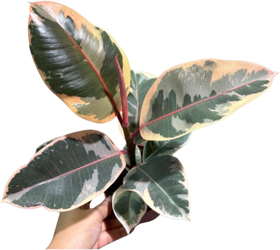 Variegated Ficus Elastica Tineke Rubber Plant in 4 inch Pot, Air Purifier Live Plant, Tropical Easy Care Houseplant, Office Gift Plant, Low Light Indoor Plant
