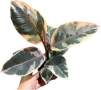 Variegated Ficus Elastica Tineke Rubber Plant in 4 inch Pot, Air Purifier Live Plant, Tropical Easy Care Houseplant, Office Gift Plant, Low Light Indoor Plant