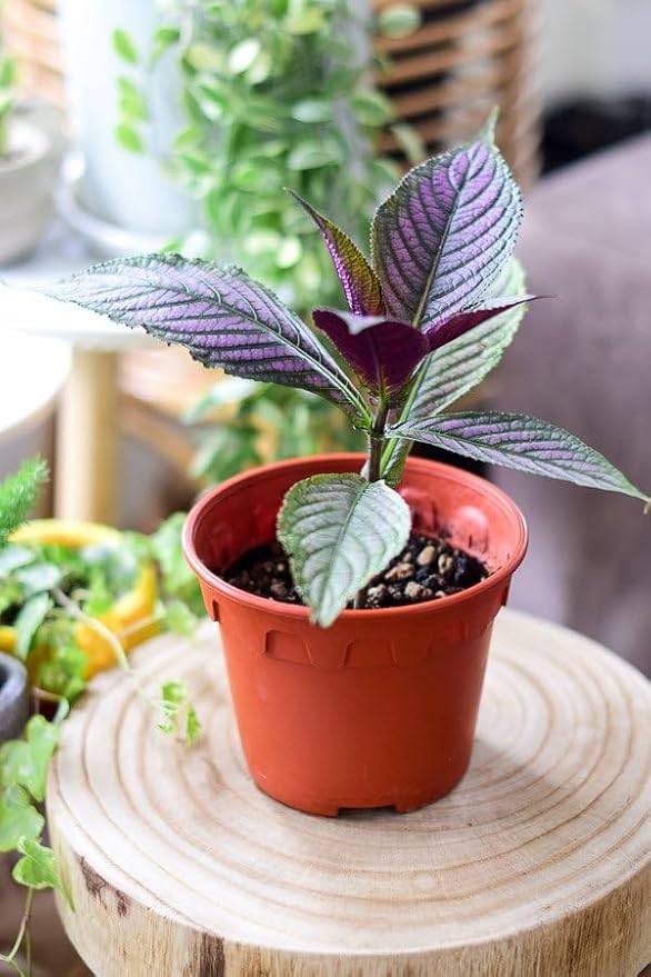Persian Shield Live Plants | Pack of 2 (Two) | 5-9 Inch Strobilanthes Dyerianus | Royal Purple | Iridescent Metallic Foliage for Shade Garden or Indoor Houseplant