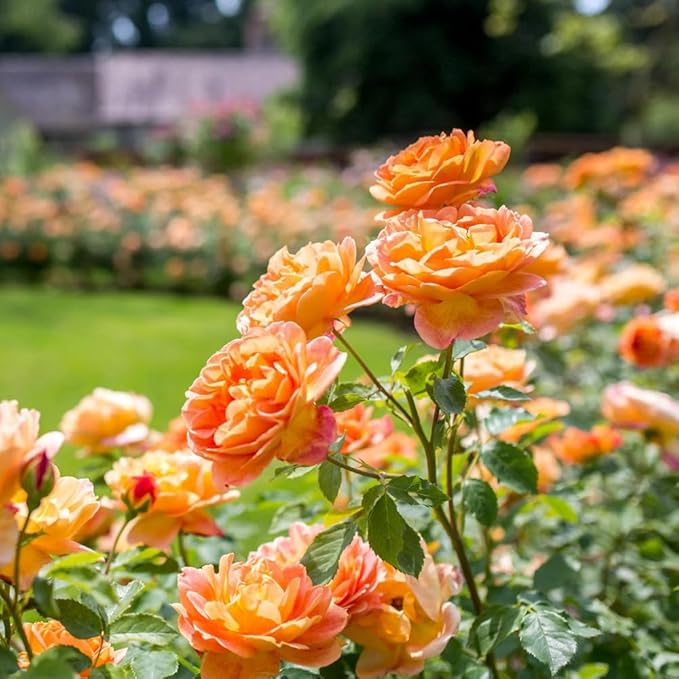 298+ Rare Tree Orange Rose Seeds for Planting Outdoors,Fragrant Rambling Climbing Trees Rose Seeds Non-GMO Heirloom,Rose Flowers Seed for Fence and Archway,Repeat Flowering Disease Resistant