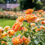 298+ Rare Tree Orange Rose Seeds for Planting Outdoors,Fragrant Rambling Climbing Trees Rose Seeds Non-GMO Heirloom,Rose Flowers Seed for Fence and Archway,Repeat Flowering Disease Resistant
