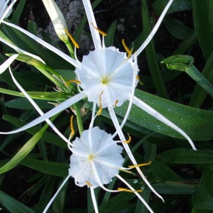 Chalily Spider Lily, a Great Live Pond Plant for Your Water Garden. Filters The koi and Goldfish Pond. Good for Bogs, Plant Shelf or Shallow Water This marginal Aquatic is a Real Beauty