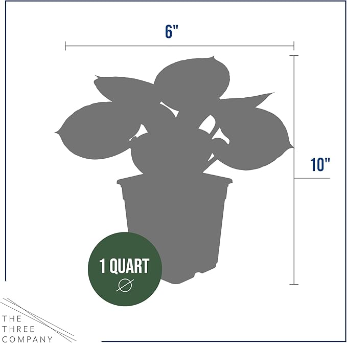 Live Perennial Hosta - Rainforest Sunrise (3 Plants Per Pack) Beautiful Accent Plant, 10" Tall by 4" Wide in 1 Qt Pot