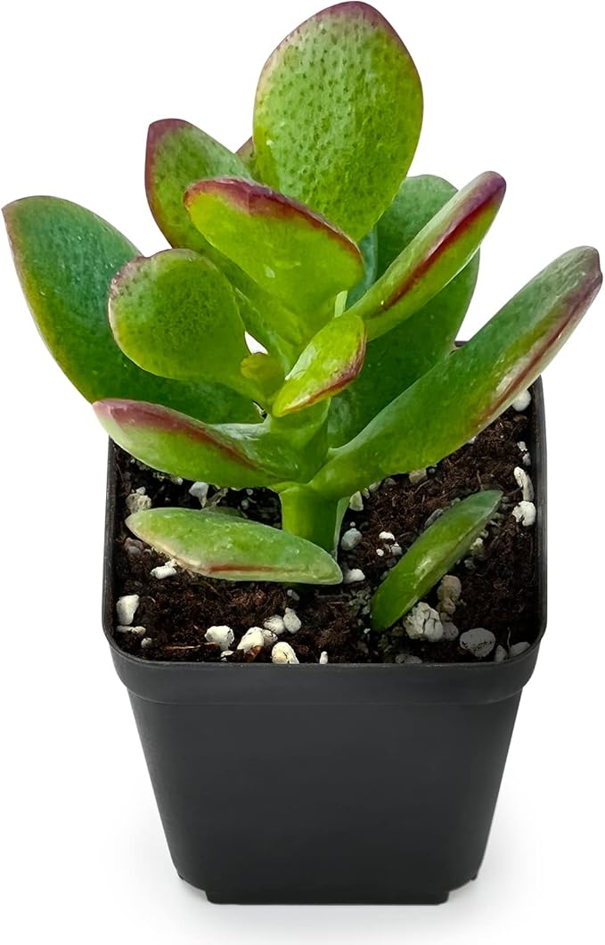 Sprout N Green Dwarf Jade - 2-3" Tall Crassula Ovata Crosby's Compact, Rare Cute Succulent Plant Fully Rooted in 2" Pot, Keep Away from Pets, Easy to Care