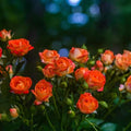 298+ Rare Tree Orange Rose Seeds for Planting Outdoors,Fragrant Rambling Climbing Trees Rose Seeds Non-GMO Heirloom,Rose Flowers Seed for Fence and Archway,Repeat Flowering Disease Resistant